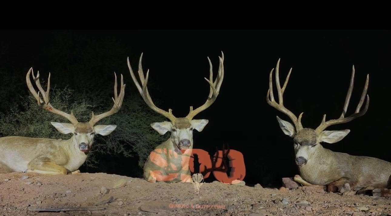 2026 Sonora Desert Mule Deer Hunt!!